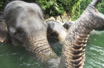 Gajah Termasuk Ke Dalam Golongan Hewan Liar