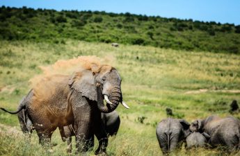 Sepuluh Fakta Satwa Mamalia Liar Terbaik Gajah