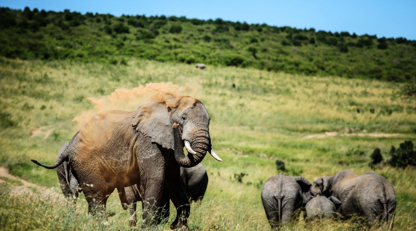 Sepuluh Fakta Satwa Mamalia Liar Terbaik Gajah